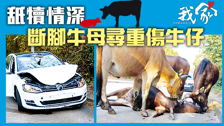 (荃灣葵青離島)舐犢情深 斷腳牛母尋重傷牛仔