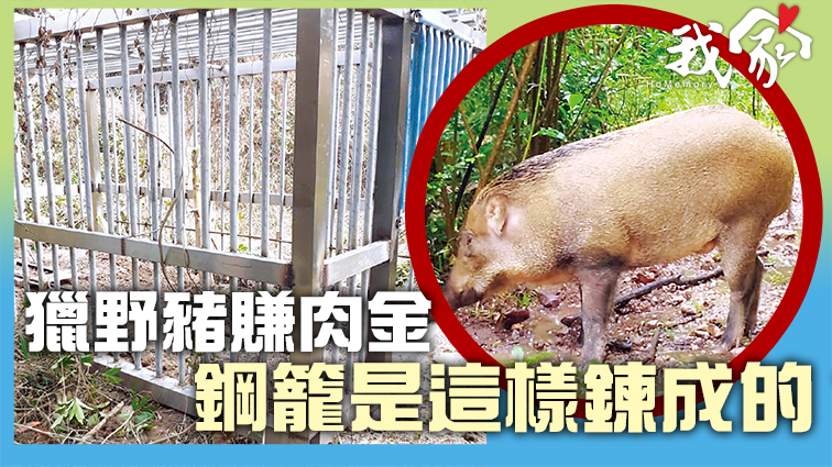 (屯門元朗)獵野豬賺肉金 鋼籠是這樣鍊成的？