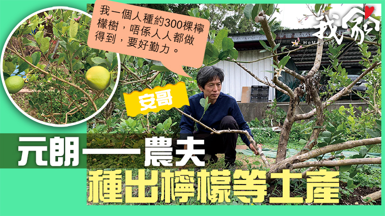 (屯門元朗)元朗一農夫 種出檸檬等土產