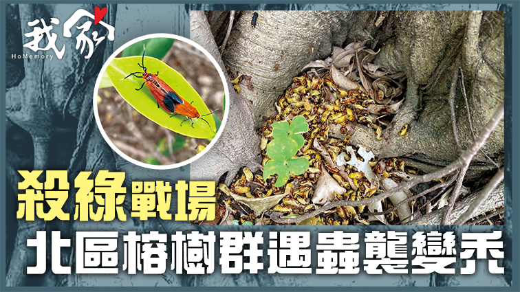 (大埔北區)殺綠戰場 北區榕樹群遇蟲襲變禿