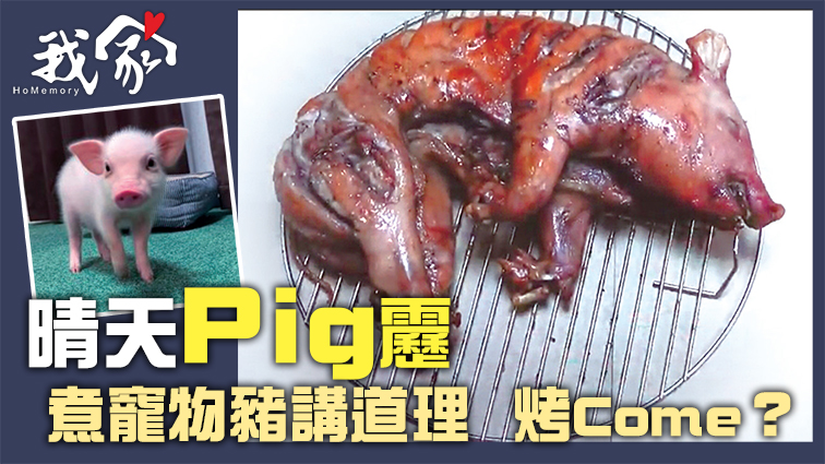 晴天Pig靂 煮寵物豬講道理烤home？