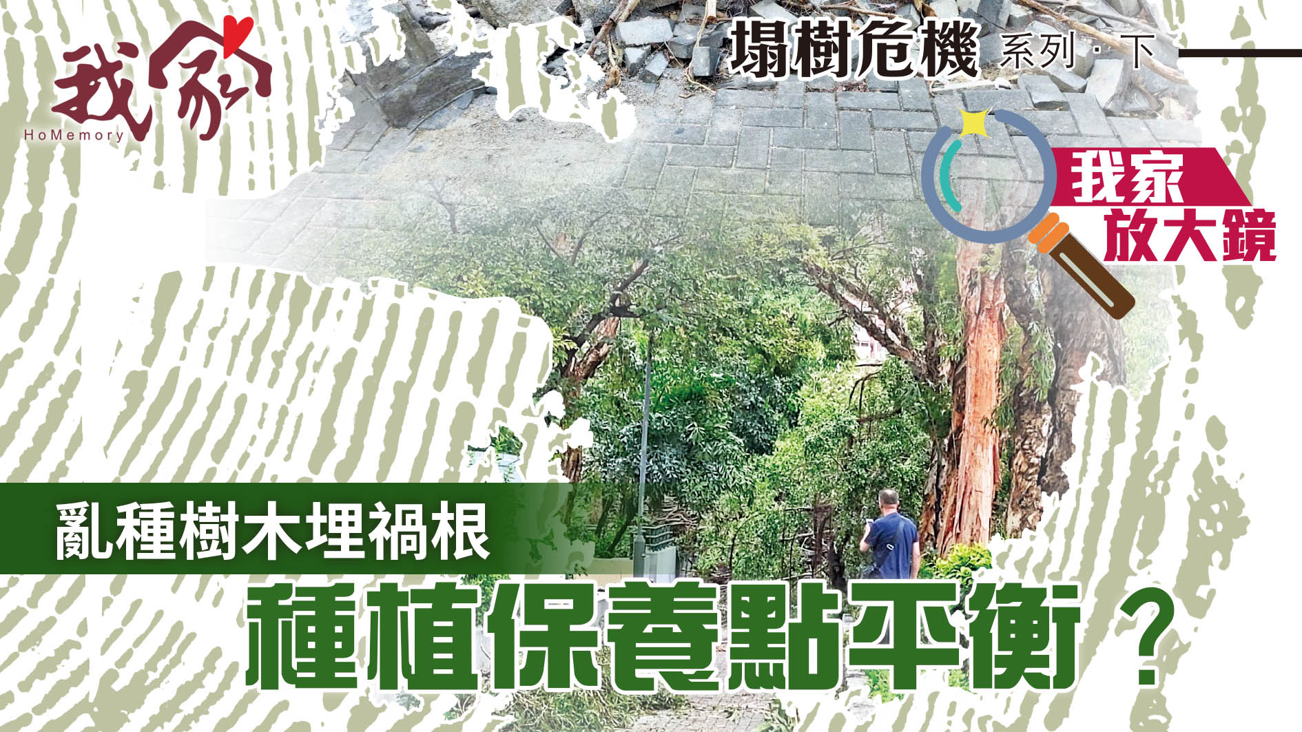 塌樹危機系列．下——亂種樹木埋禍根  種植保...