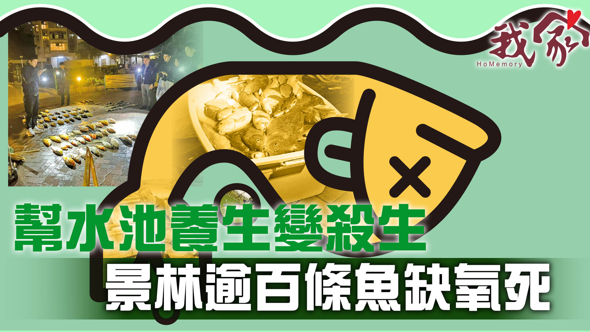 (西貢)幫水池養生變殺生  景林逾百條魚缺氧死