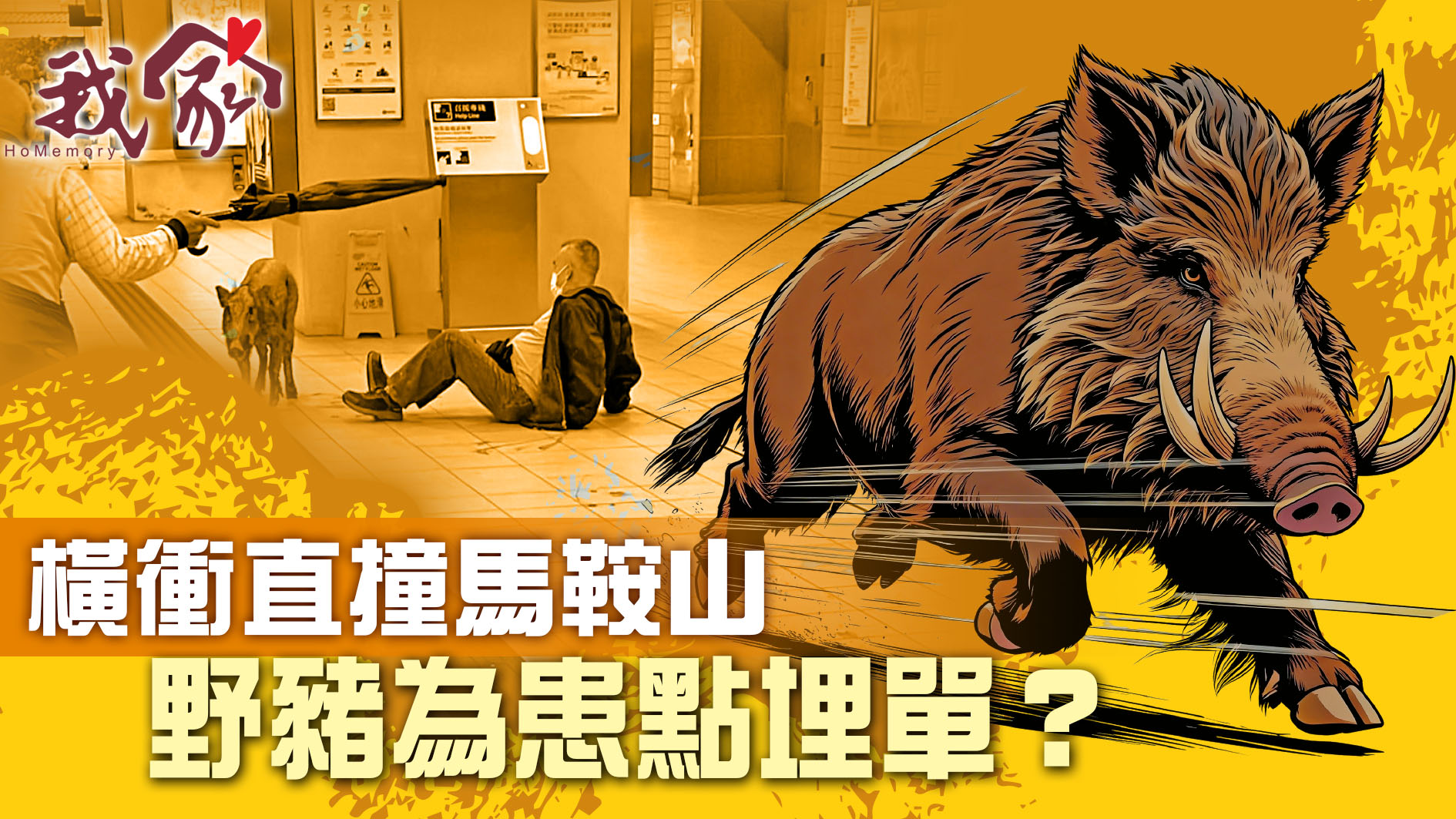 (沙田)橫衝直撞馬鞍山 野豬為患點埋單？