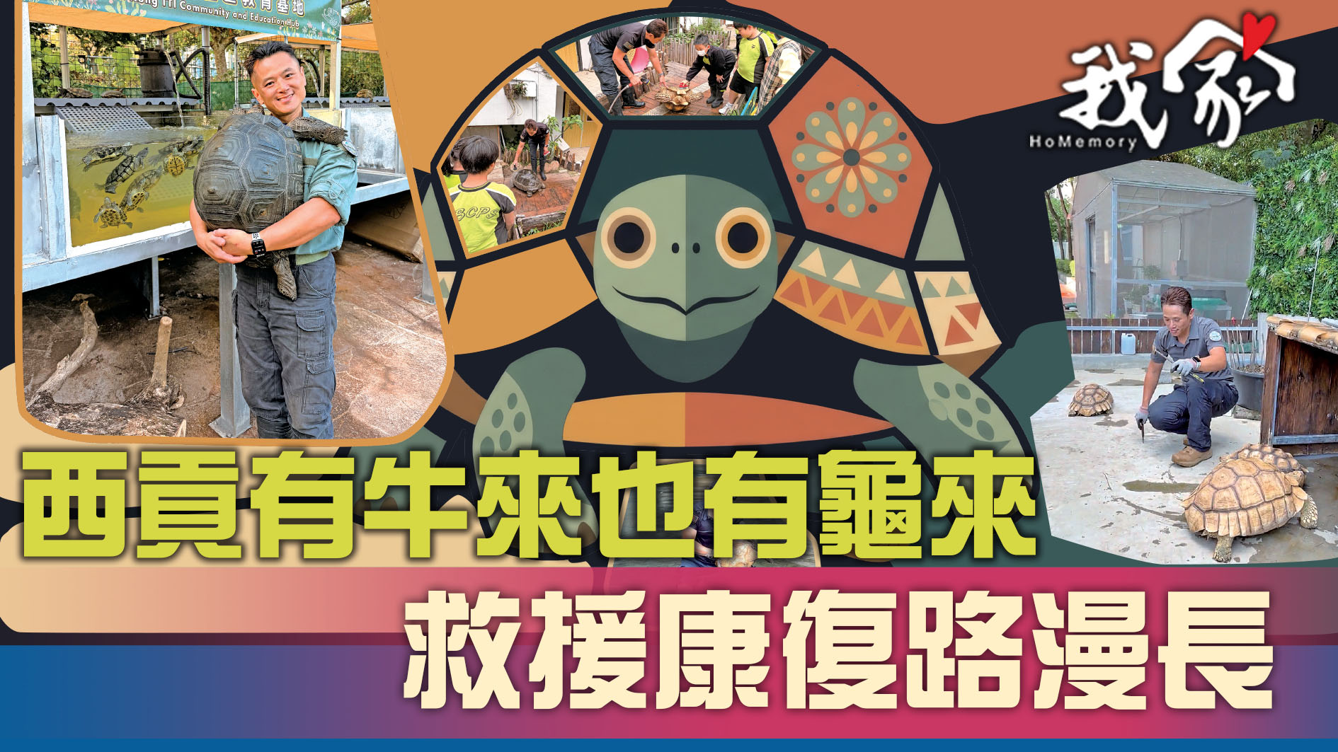 西貢有牛來也有龜來  救援康復路漫長