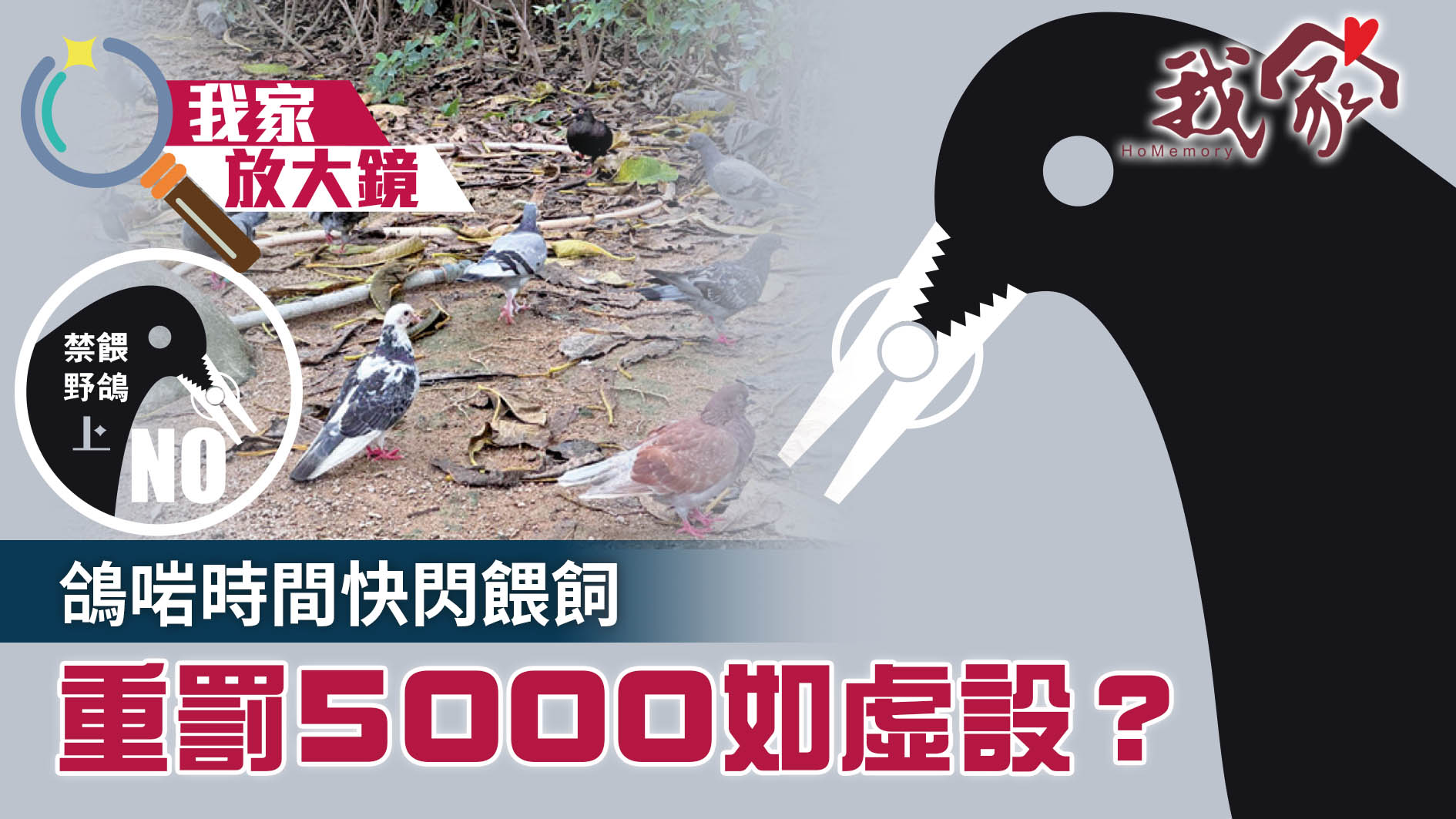 禁餵野鴿．上──鴿啱時間快閃餵飼  重罰5000...